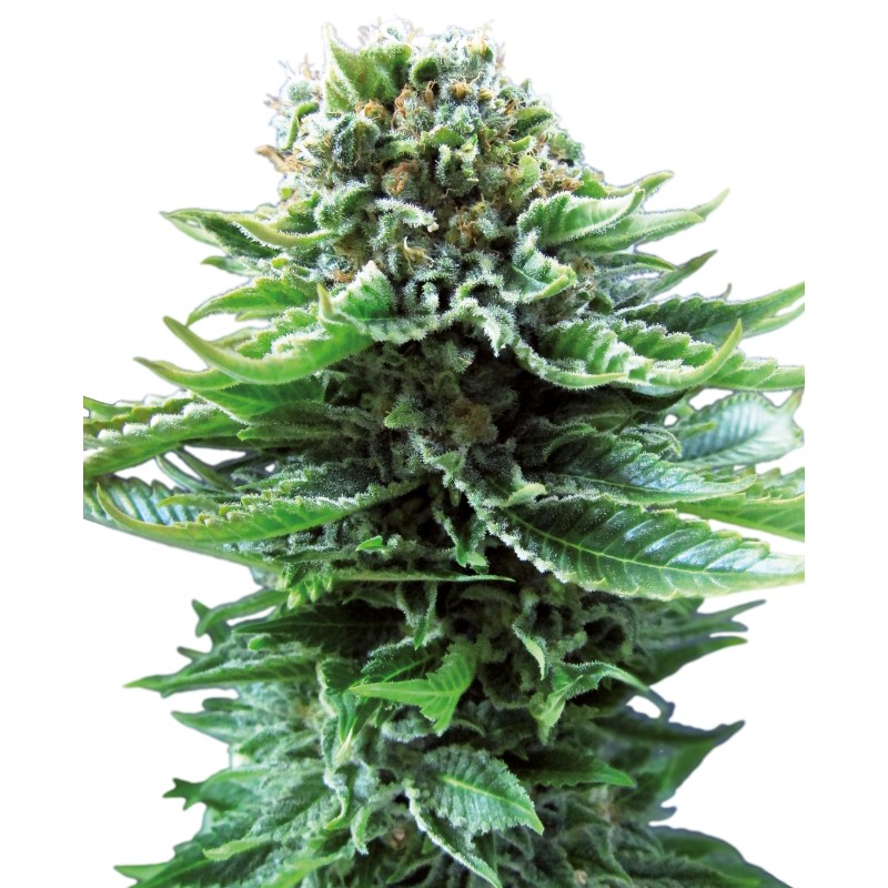 NORTHERN LIGHTS AUTO · Sensi Seeds · kenevir tohum · AutoFem