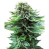 NORTHERN LIGHTS AUTO · Sensi Seeds · cannabis seeds · AutoFem