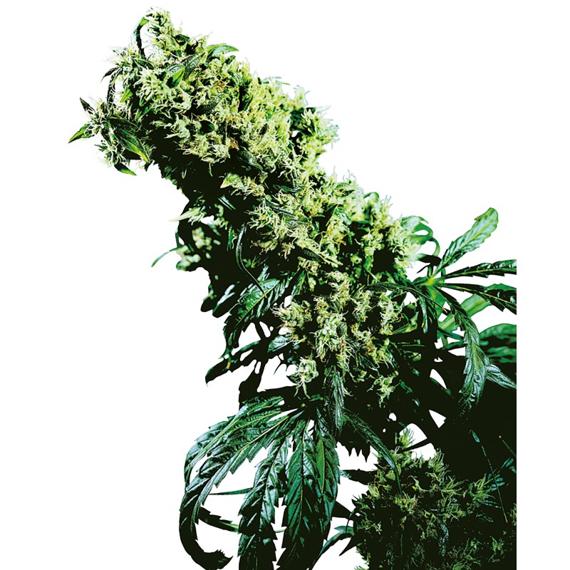 NORTHERN LIGHTS 5 X HAZE · Sensi Seeds · cannabis seeds · Fem