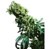 NORTHERN LIGHTS 5 X HAZE · Sensi Seeds · cannabis seeds · Fem