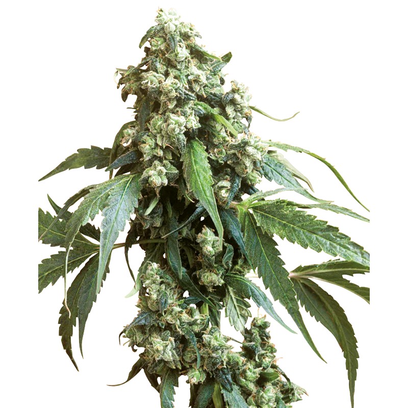 JACK FLASH 5 · Sensi Seeds · cannabis seeds · Fem