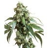 JACK FLASH 5 · Sensi Seeds · cannabis seeds · Fem