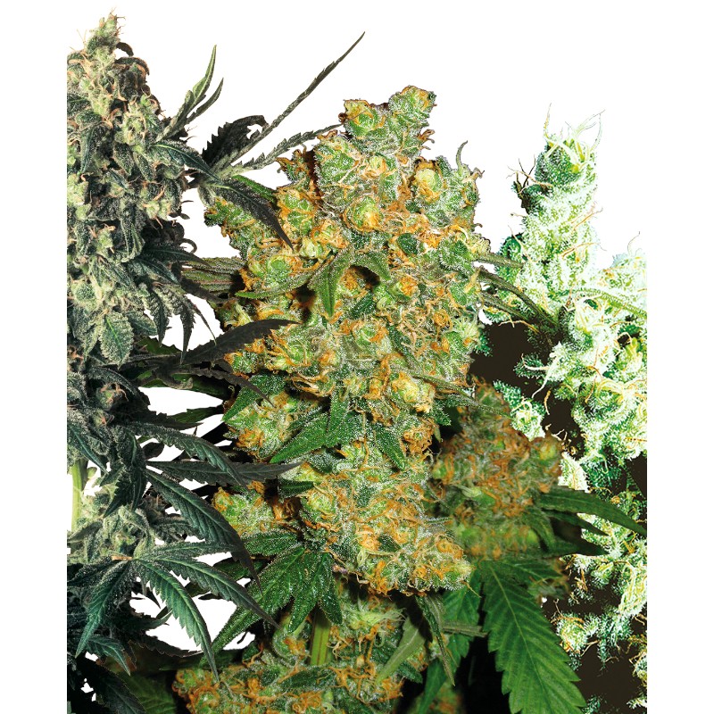 FEMINIZED MIX · Sensi Seeds · cannabis seeds · Fem