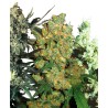 FEMINIZED MIX · Sensi Seeds · cannabis seeds · Fem