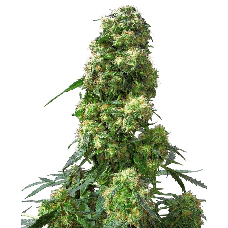 EARLY SKUNK · Sensi Seeds · cannabis seeds · Fem