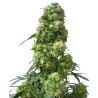 EARLY SKUNK · Sensi Seeds · cannabis seeds · Fem
