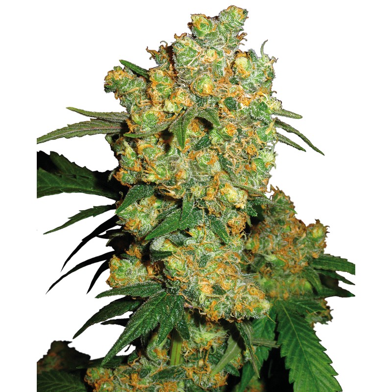 BIG BUD · Sensi Seeds · cannabis seeds · Fem