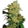 BIG BUD · Sensi Seeds · cannabis seeds · Fem