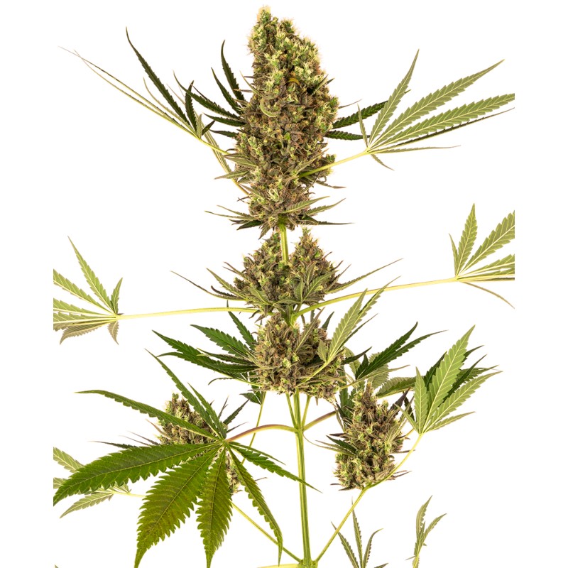 ALPINE DELIGHT CBD AUTO · Sensi Seeds · kenevir tohum · AutoFem