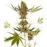 ALPINE DELIGHT CBD AUTO · Sensi Seeds · cannabis seeds · AutoFem