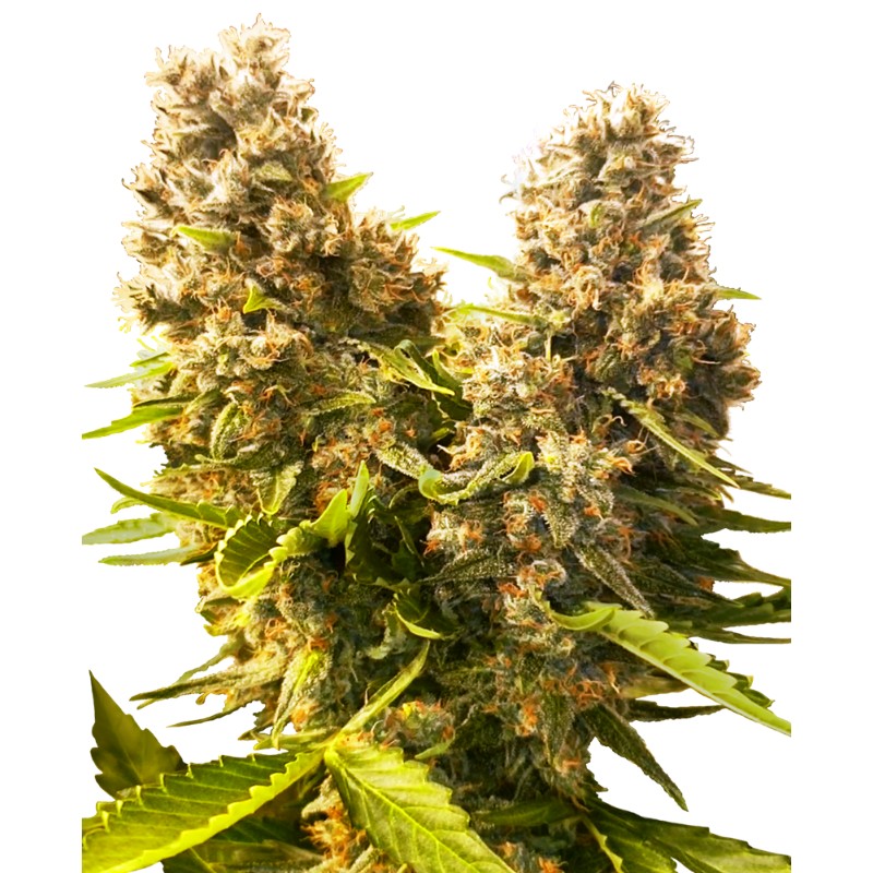 BANANA KUSH CAKE AUTO · Sensi Seeds · cannabis seeds · AutoFem