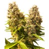 BANANA KUSH CAKE AUTO · Sensi Seeds · cannabis seeds · AutoFem