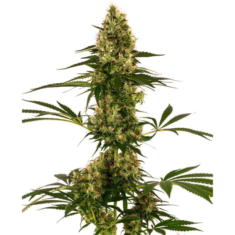 BLUE BULLET AUTO · Sensi Seeds · cannabis seeds · AutoFem