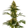 BLUE BULLET AUTO · Sensi Seeds · kenevir tohum ·  AutoFem