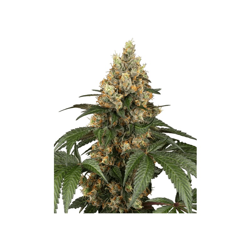 CHOCOLATE RAINBOW XXL · Sensi Seeds · kenevir tohum · Disi · Fem