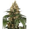 CHOCOLATE RAINBOW XXL · Sensi Seeds · cannabis seeds · Fem