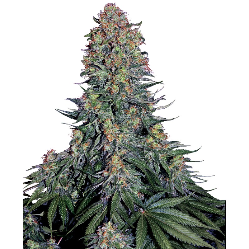BLUE SKUNK · Sensi Seeds · cannabis seeds · Fem