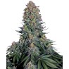 BLUE SKUNK · Sensi Seeds · kenevir tohum · Disi · Fem