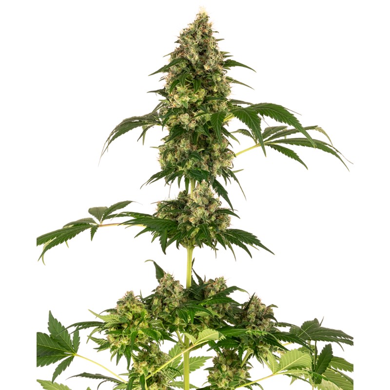 COBALT HAZE · Sensi Seeds · cannabis seeds · Fem
