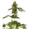 COBALT HAZE · Sensi Seeds · kenevir tohum · Disi · Fem