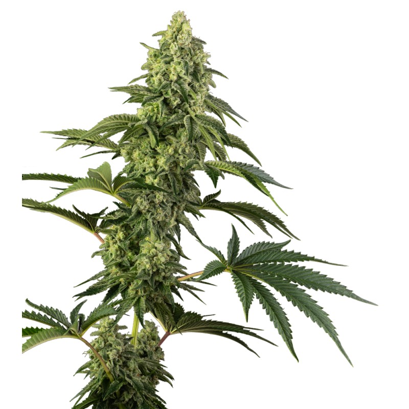 COSMIC KISS · Sensi Seeds · cannabis seeds · Fem