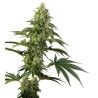 COSMIC KISS · Sensi Seeds · cannabis seeds · Fem