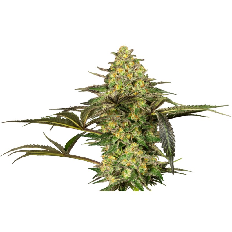 GRAPEVINE CANDY · Sensi Seeds · cannabis seeds · Fem