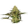 GRAPEVINE CANDY · Sensi Seeds · cannabis seeds · Fem