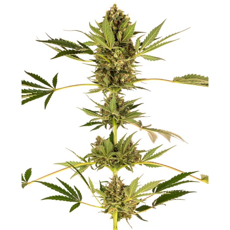 HIMALAYAN CBD · Sensi Seeds · kenevir tohum · Disi · Fem
