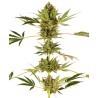 HIMALAYAN CBD · Sensi Seeds · cannabis seeds · Fem