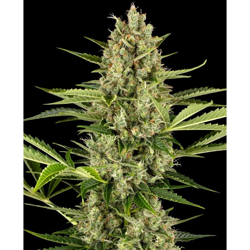 JACK HERER AUTO · Sensi Seeds · cannabis seeds · AutoFem