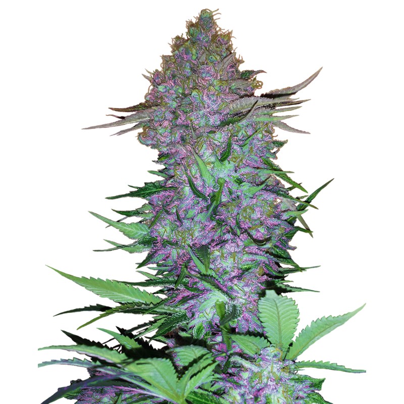 PURPLE SKUNK AUTO · Sensi Seeds · cannabis seeds · AutoFem