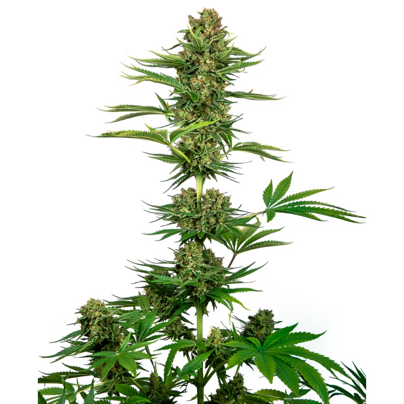 SATIN BLACK DOMINA CBD · Sensi Seeds · cannabis seeds · Fem