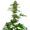 SATIN BLACK DOMINA CBD · Sensi Seeds · cannabis seeds · Fem