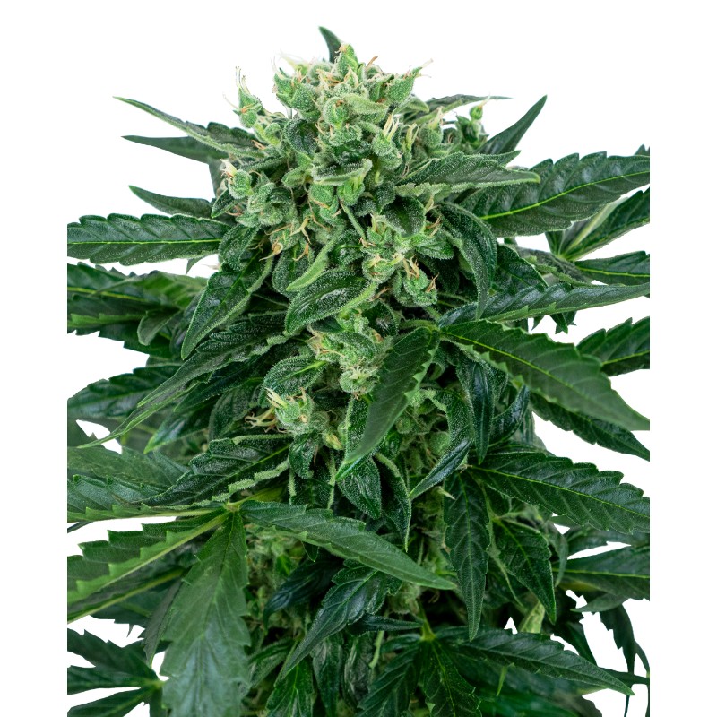 SENSI AMNESIA AUTO · Sensi Seeds · cannabis seeds · AutoFem