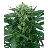 SENSI AMNESIA AUTO · Sensi Seeds · kenevir tohum ·  AutoFem