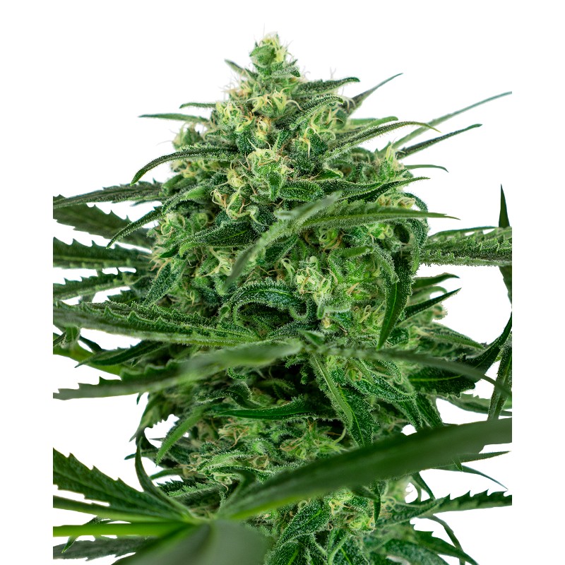 SENSI AMNESIA · Sensi Seeds · cannabis seeds · Fem