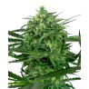 SENSI AMNESIA · Sensi Seeds · cannabis seeds · Fem