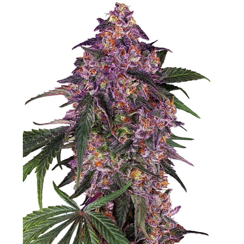 SENSI PURPLE KUSH · Sensi Seeds · cannabis seeds · Fem