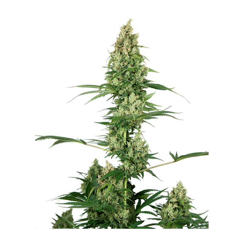 SILVER FIRE · Sensi Seeds · cannabis seeds · Fem