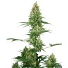 SILVER FIRE · Sensi Seeds · cannabis seeds · Fem