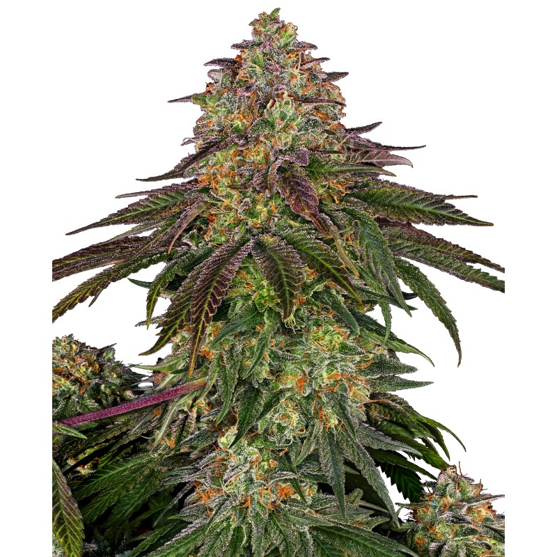 SWEET CHERRY KUSH · Sensi Seeds · cannabis seeds · Fem