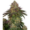 SWEET CHERRY KUSH · Sensi Seeds · cannabis seeds · Fem