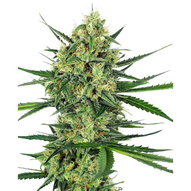 TANGERINE SUGAR · Sensi Seeds · cannabis seeds · Fem