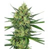 TANGERINE SUGAR · Sensi Seeds · cannabis seeds · Fem