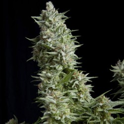 ALPUJARREÑA · Pyramid Seeds · cannabis seeds · Fem