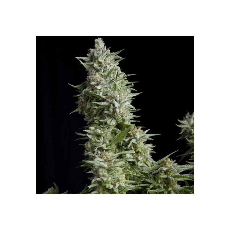 ALPUJARREÑA · Pyramid Seeds · kenevir tohum · Disi · Fem