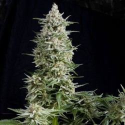 AMNESIA GOLD · Pyramid Seeds · cannabis seeds · Fem