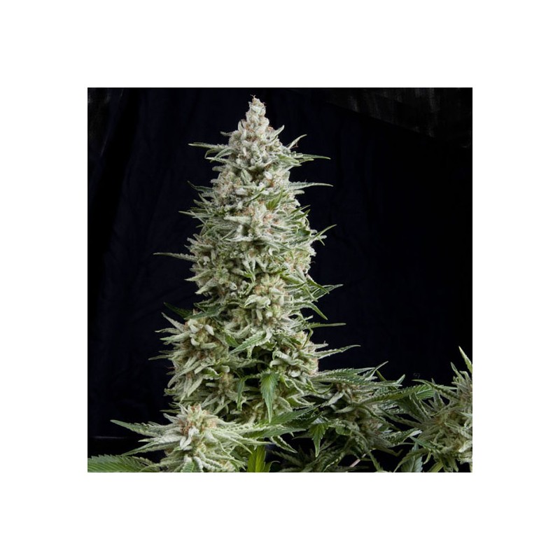 AMNESIA GOLD · Pyramid Seeds · cannabis seeds · Fem