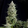 AMNESIA GOLD · Pyramid Seeds · cannabis seeds · Fem